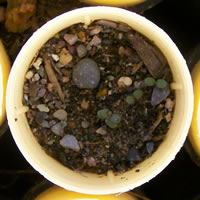 Arabis Holboellii germinant